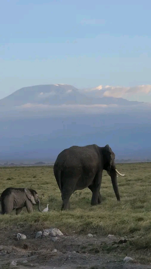 1-Day Amboseli, Mount Kilimanjaro & Maasai Village Private Safari