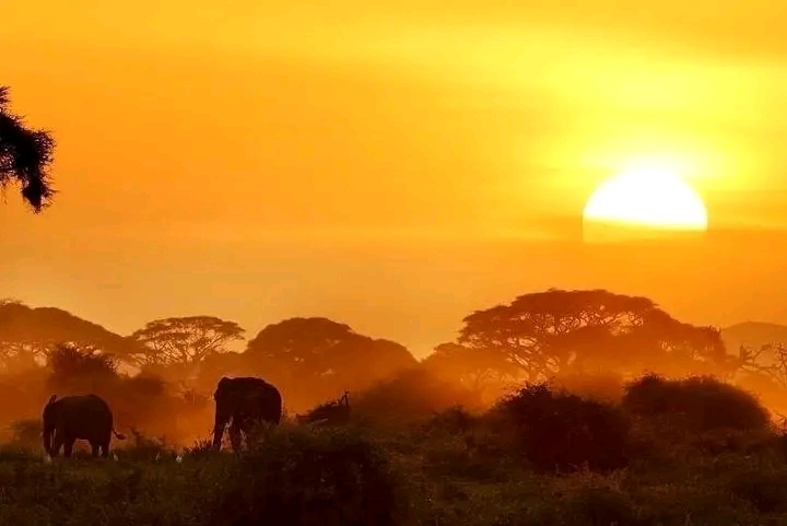1-Day Amboseli, Mount Kilimanjaro & Maasai Village Private Safari