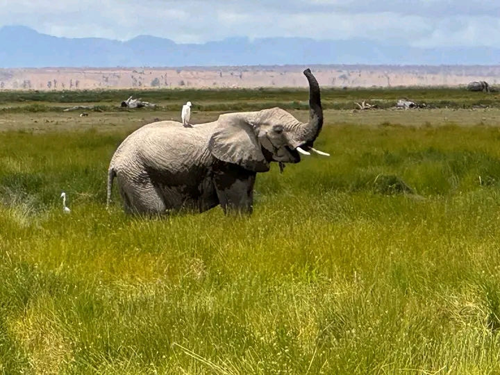 1-Day Amboseli, Mount Kilimanjaro & Maasai Village Private Safari