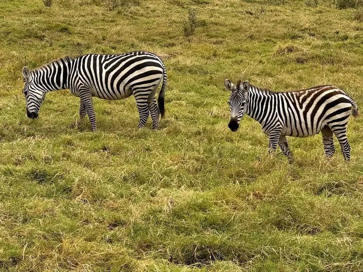 1-Day Amboseli, Mount Kilimanjaro & Maasai Village Private Safari