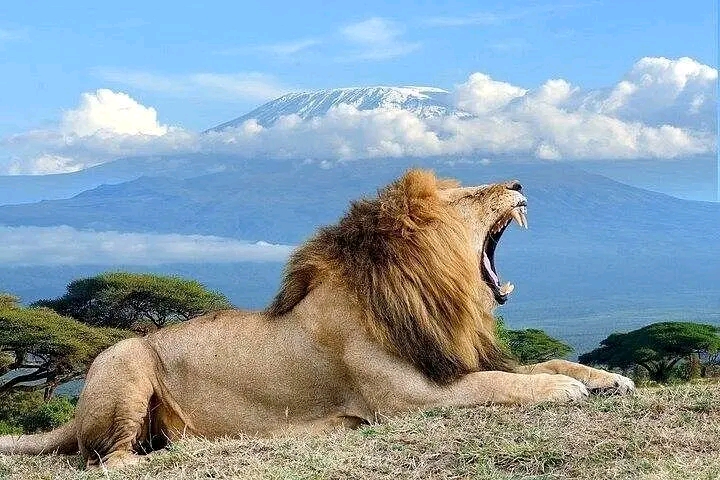 1-Day Amboseli, Mount Kilimanjaro & Maasai Village Private Safari