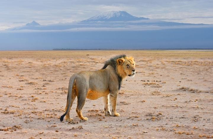 1-Day Amboseli, Mount Kilimanjaro & Maasai Village Private Safari