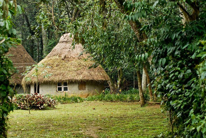 Kakamega Rainforest 4 Days 3 Nights Wildlife Package – Boutique Villa