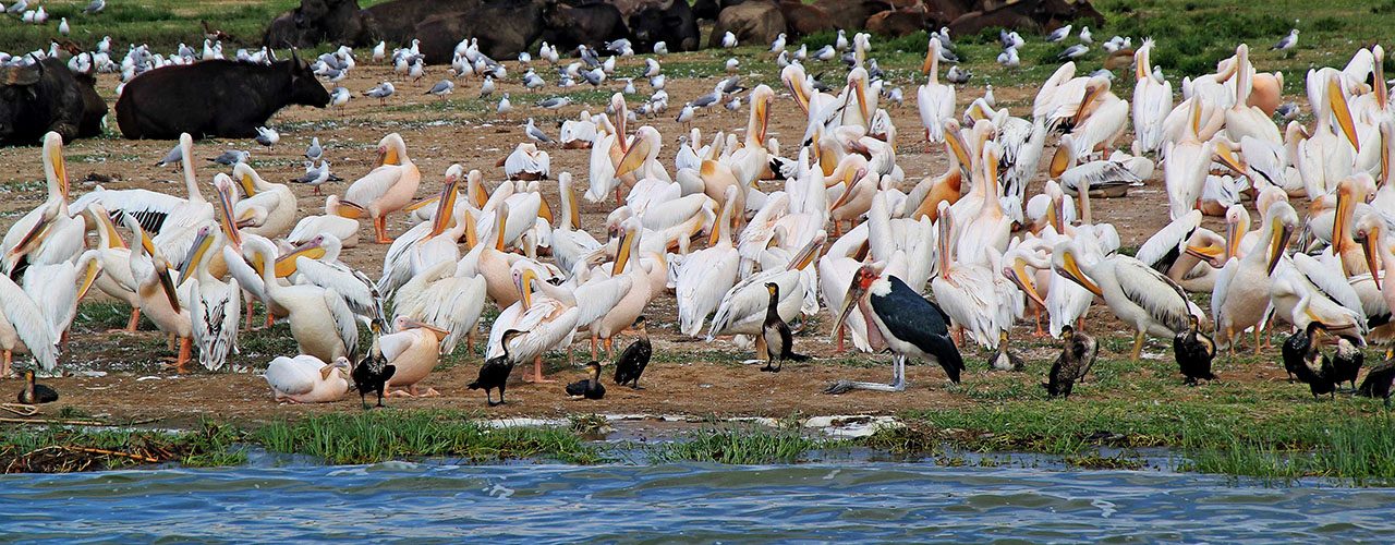 Lake Mburo 2 Days 1 Night Budget Package – Beach Cottage