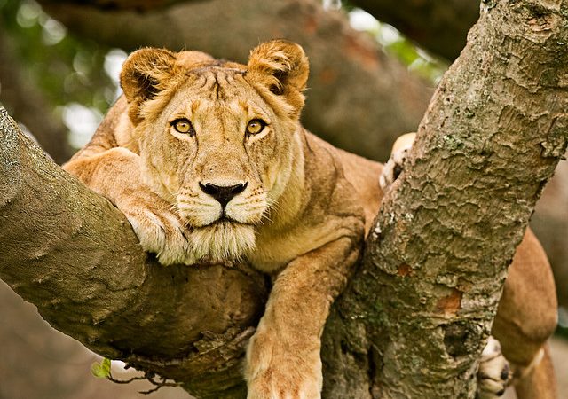 Queen Elizabeth National Park 3 Days 2 Nights Luxury Package – Safari Lodge