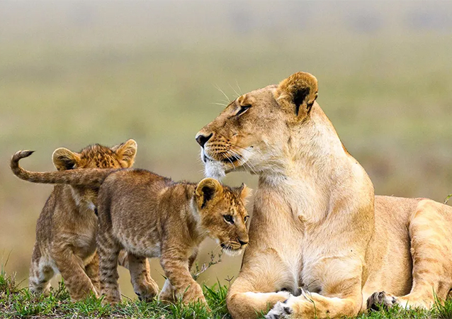 Maasai Mara 7 Days 6 Nights Honeymoon Package – Treehouse Resort