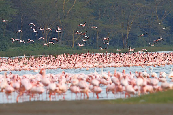 Baringo & Bogoria 3 Days 2 Nights Luxury Package – Safari Lodge