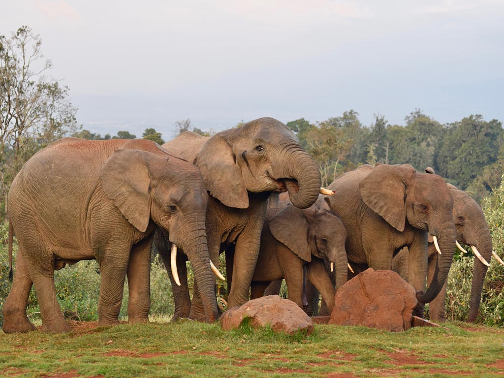 Maasai Mara 7 Days 6 Nights Honeymoon Package – Treehouse Resort