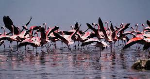 Baringo & Bogoria 3 Days 2 Nights Luxury Package – Safari Lodge