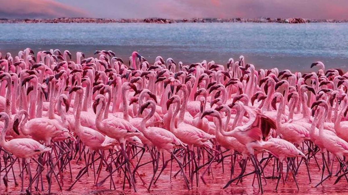 Baringo & Bogoria 3 Days 2 Nights Luxury Package – Safari Lodge