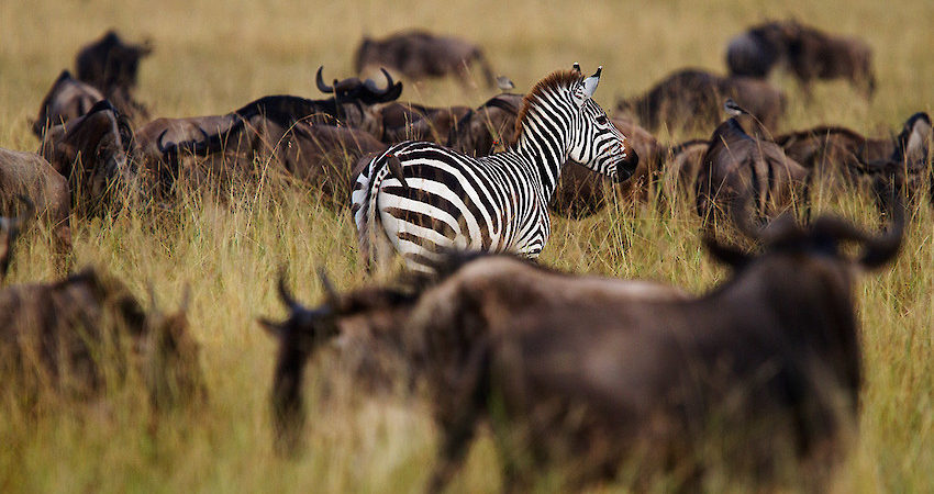 Maasai Mara 7 Days 6 Nights Honeymoon Package – Treehouse Resort