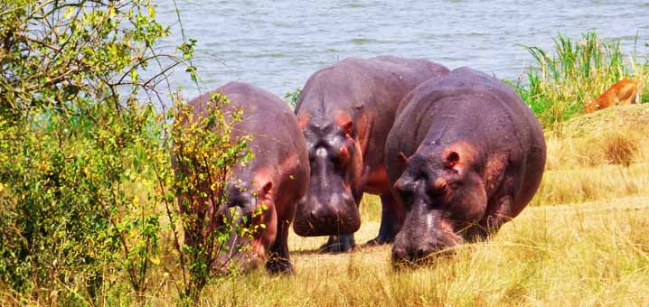 Queen Elizabeth National Park 5 Days 4 Nights Luxury Package – Safari Lodge