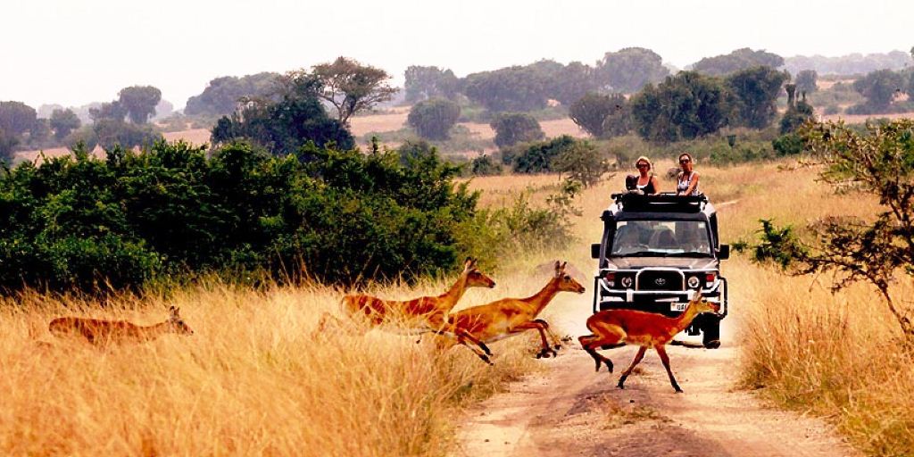 Queen Elizabeth National Park 5 Days 4 Nights Luxury Package – Safari Lodge