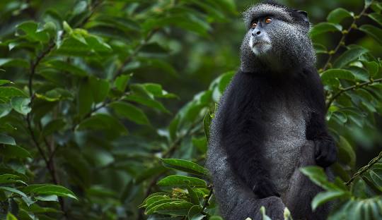 Kakamega Rainforest 6 Days 5 Nights Wildlife Package – Boutique Villa