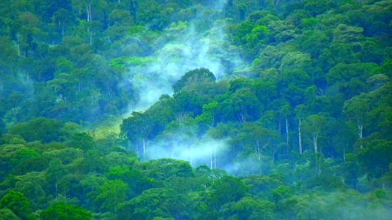 Kakamega Rainforest 6 Days 5 Nights Wildlife Package – Boutique Villa