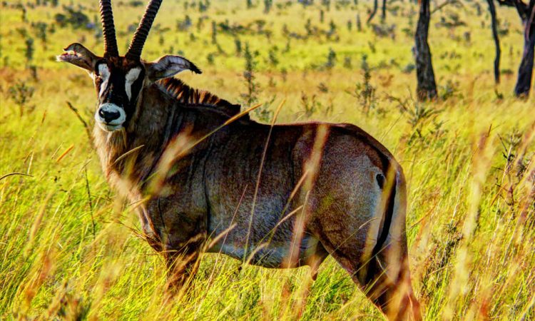 Ruma National Park 7 Days 6 Nights Adventure Package – Standard Lodge
