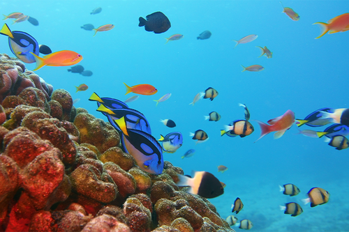 Pemba Island 6 Days 5 Nights Budget Package – Beach Cottage