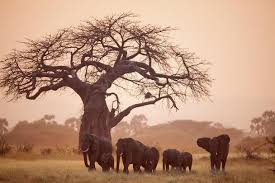 Ruaha National Park 3 Days 2 Nights Adventure Package – Standard Lodge