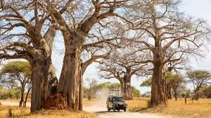 Ruaha National Park 3 Days 2 Nights Adventure Package – Standard Lodge