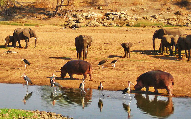 Ruaha National Park 3 Days 2 Nights Adventure Package – Standard Lodge