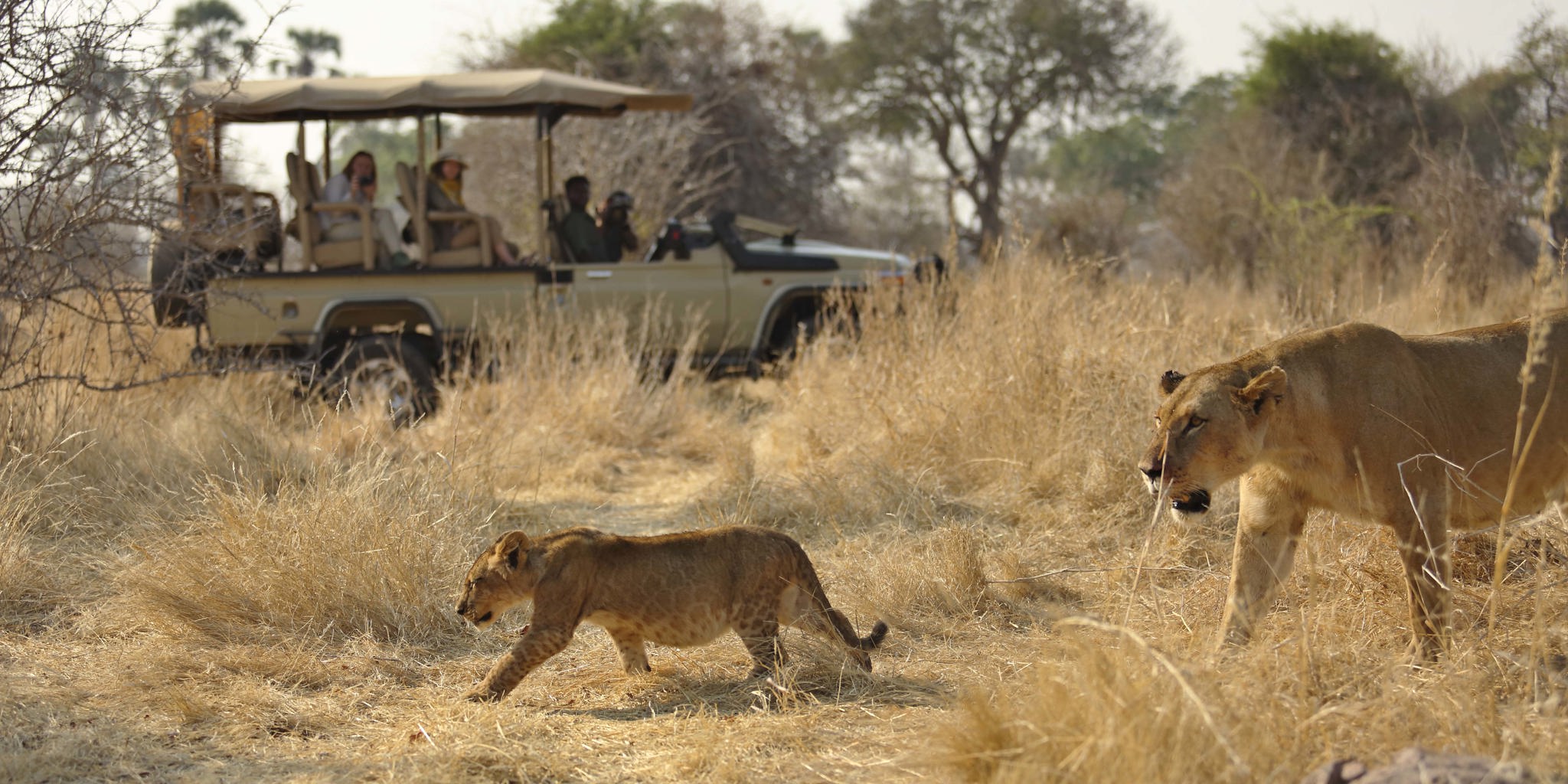 Ruaha National Park 3 Days 2 Nights Adventure Package – Standard Lodge